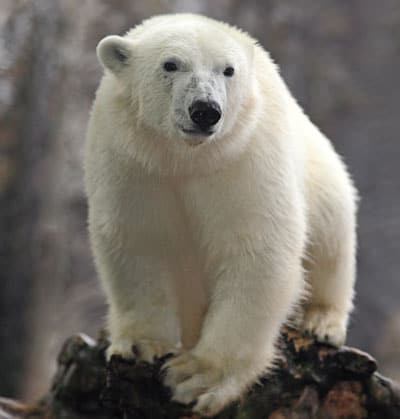 Endangered Polar Bear